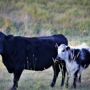 Family Beef Share (access up to) 300kg per year